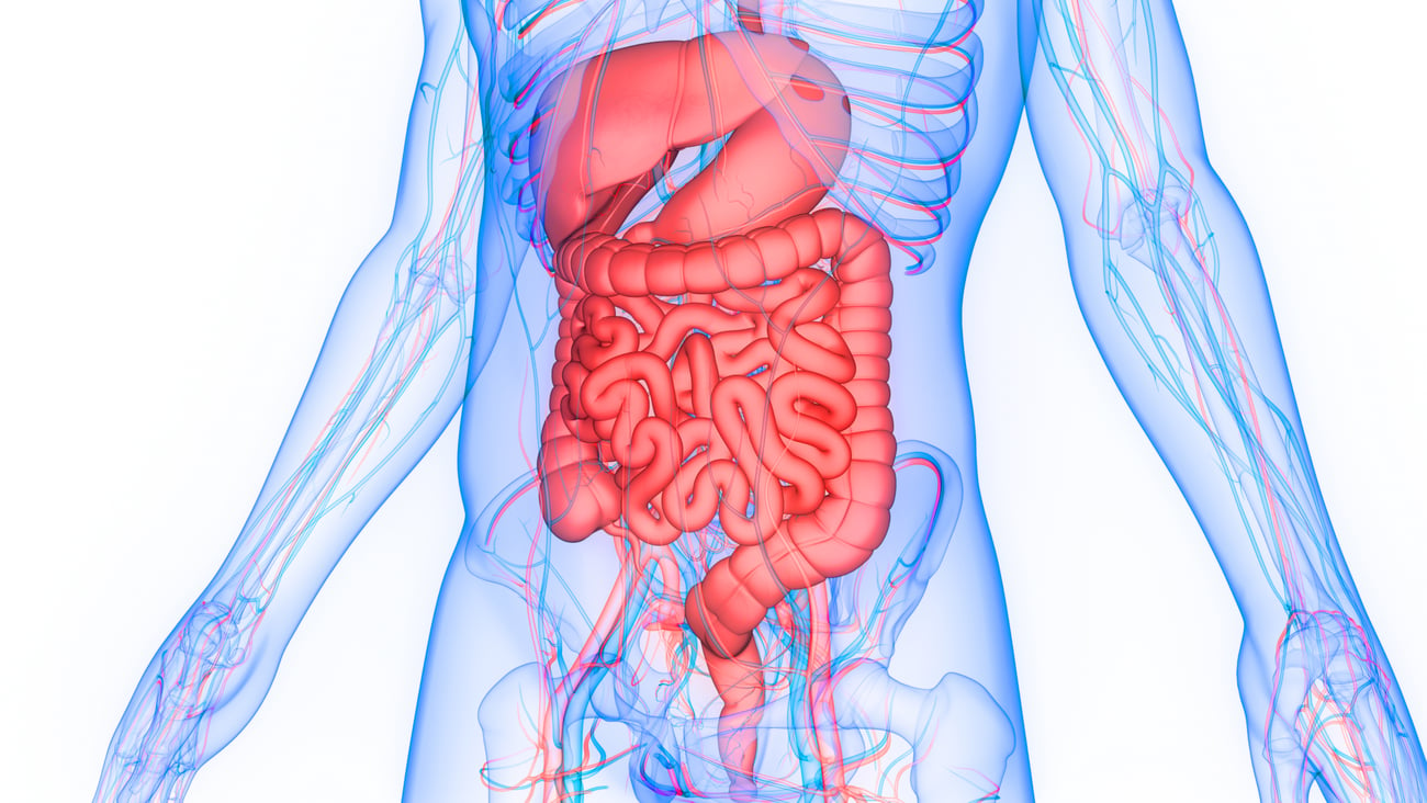 illustration of a human torso showing gastrointestinal system highlighted