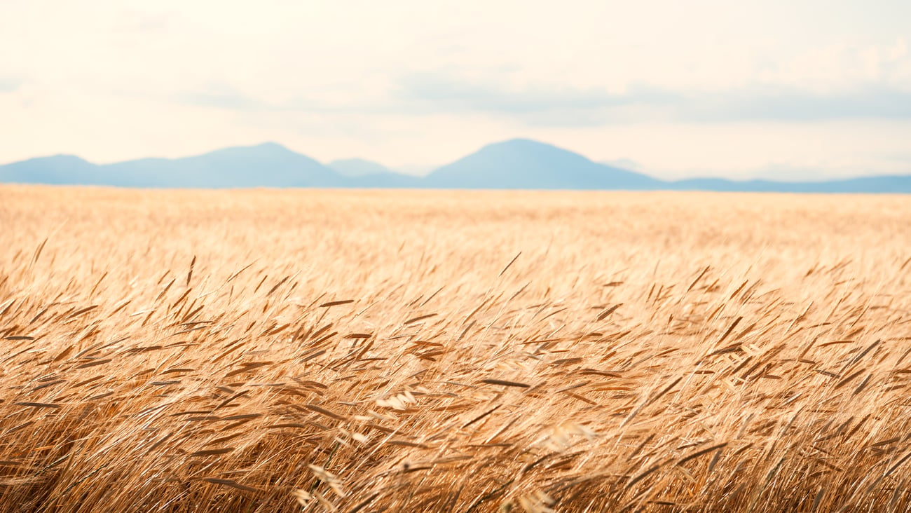 a field of tall grass