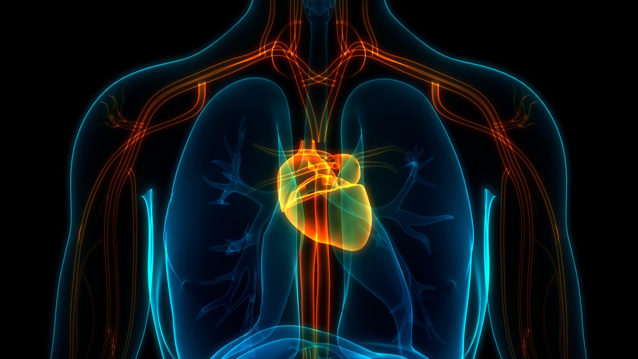 Cardiovascular system