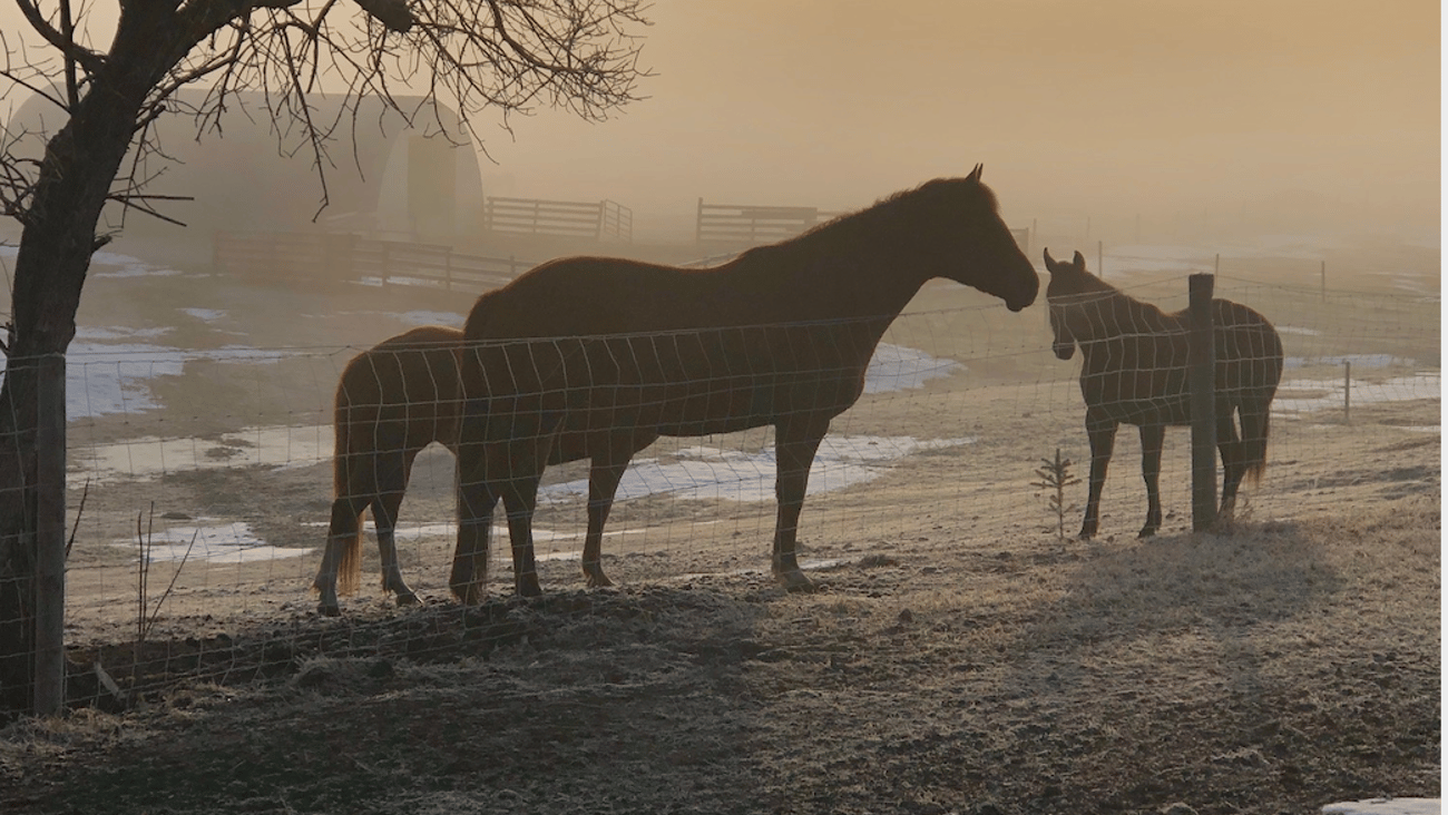 horses in sillouette, teaser format