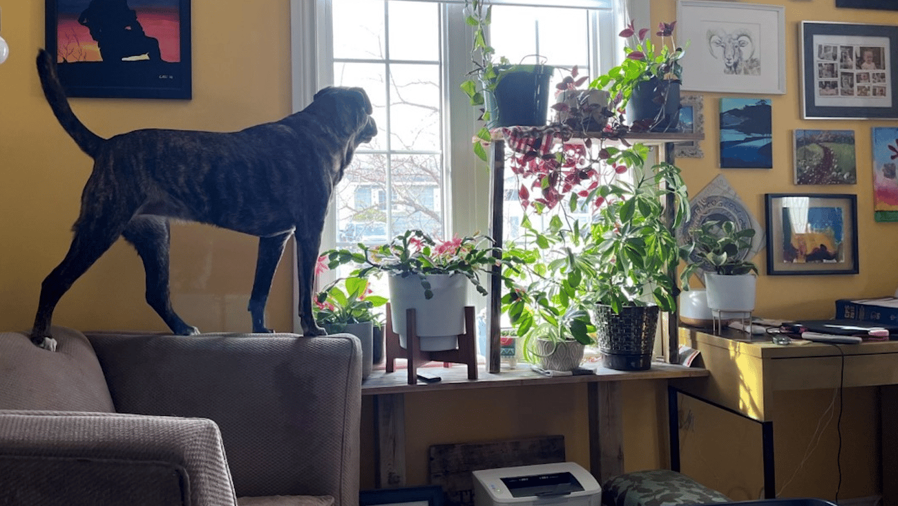 Big dog looking out window