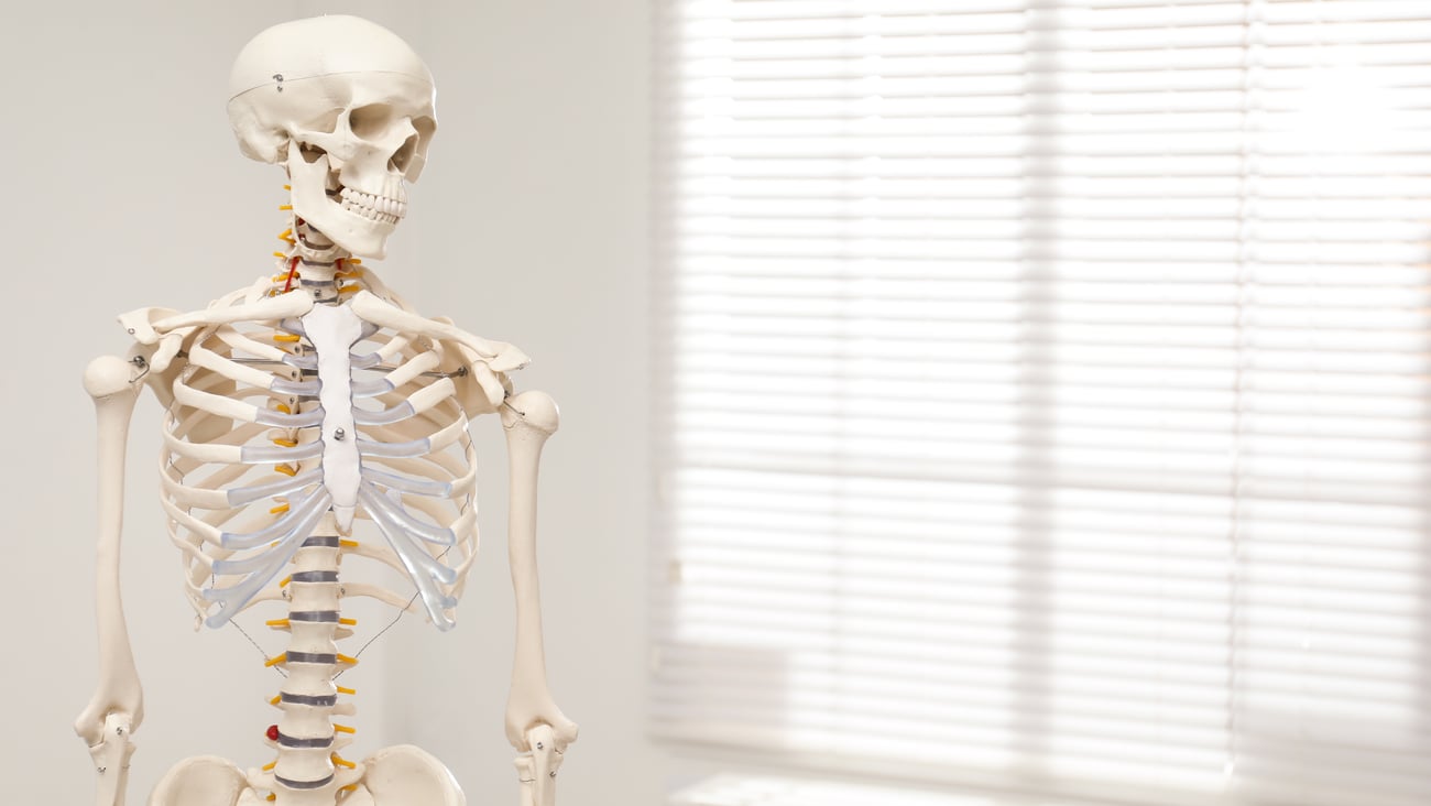 Skeleton in front of a window