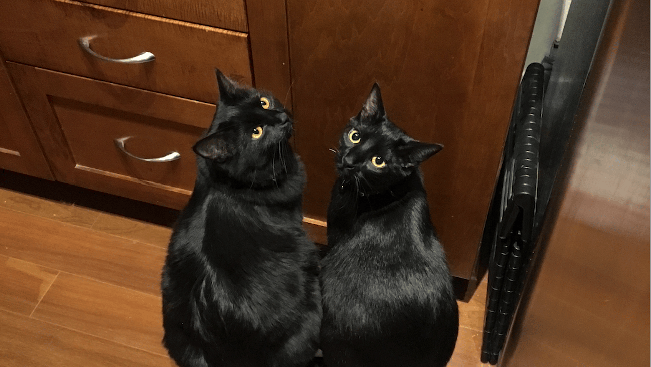 two black cats in front of. wooden cupboard