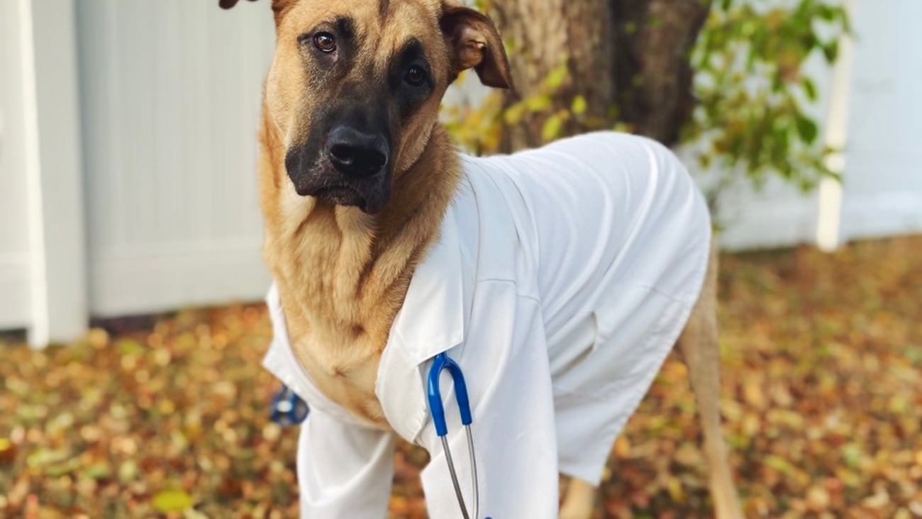 A brown dog dressed in a doctor outfit for Halloween