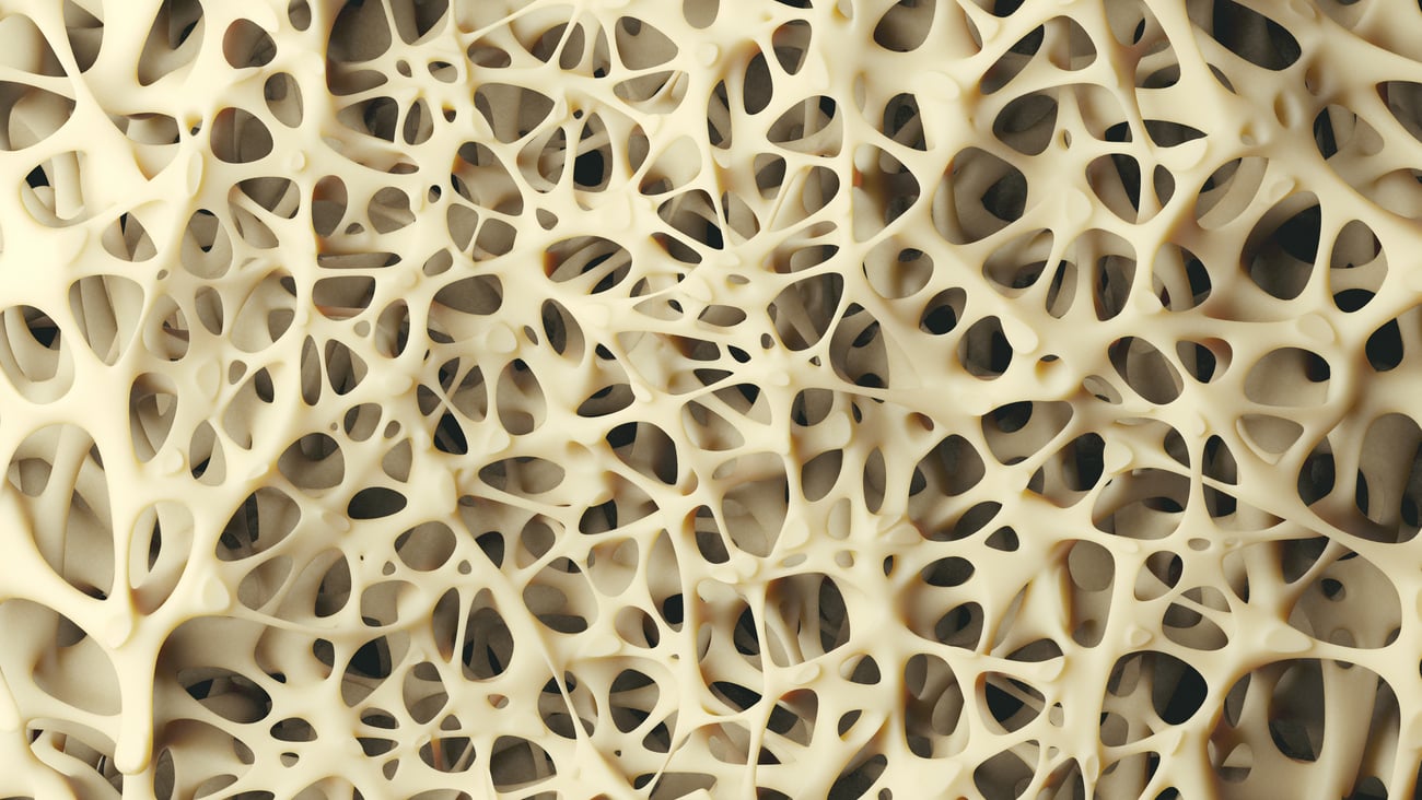  Close up of the interior structure of a bone