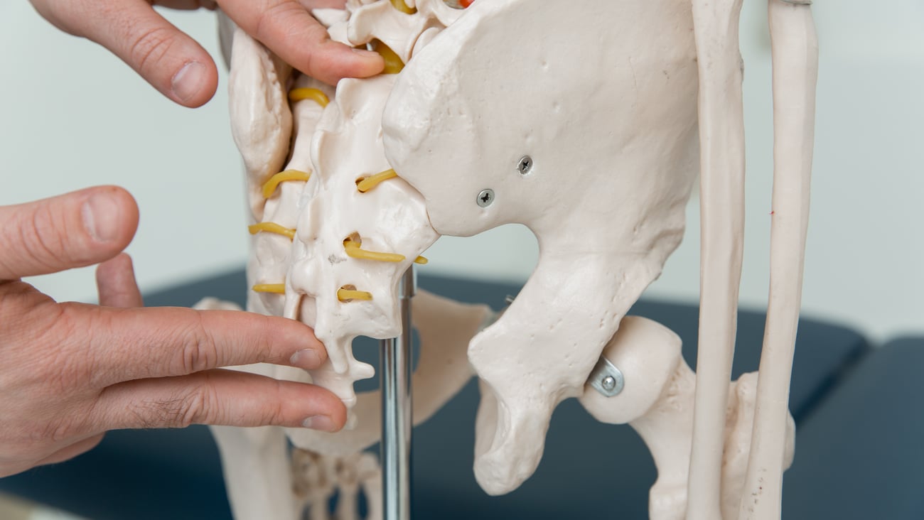 Doctor pointing to pelvic bones on a study skeleton