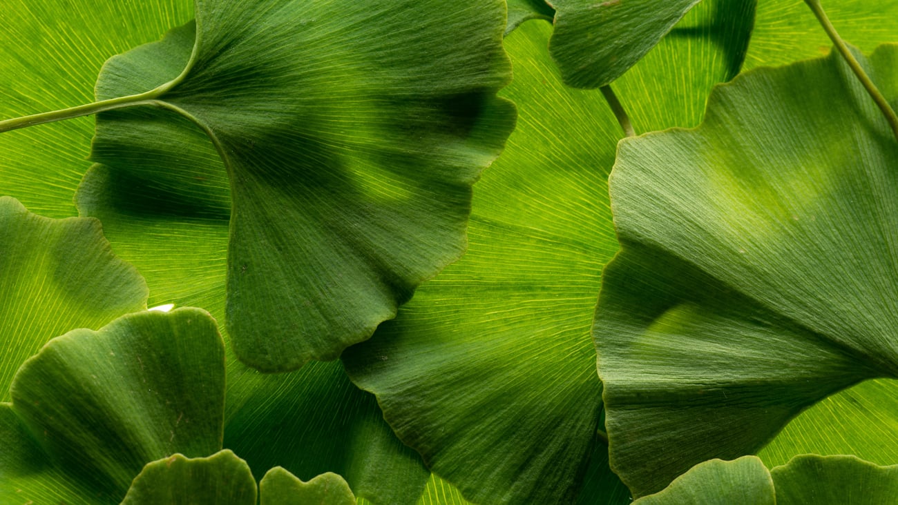 ginkgo biloba leaves on a white background