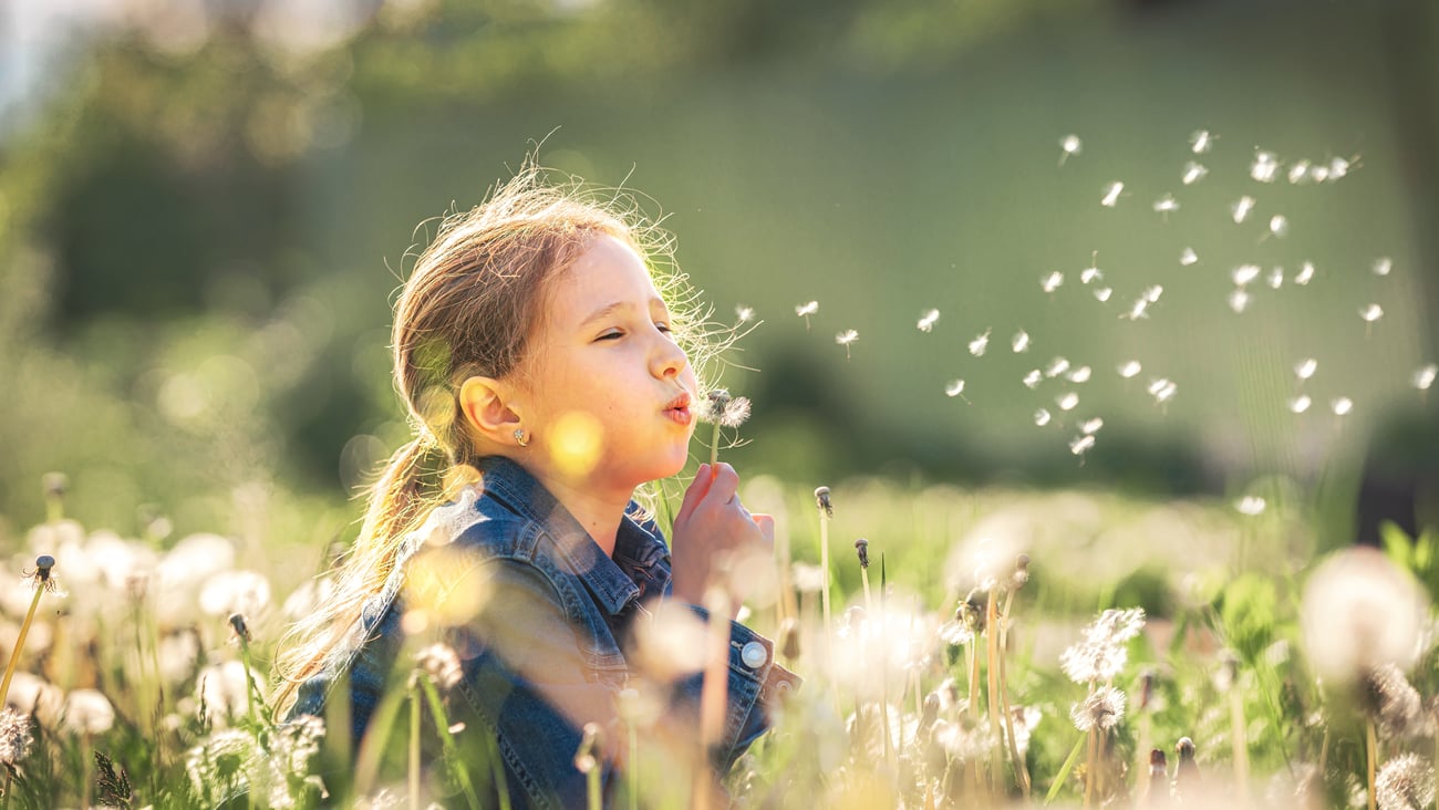 Little girl with long hair blowing dandelions in a meadow