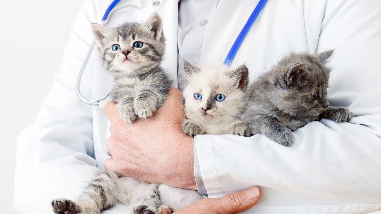 Close up of three kittens being held in the arms of a vet
