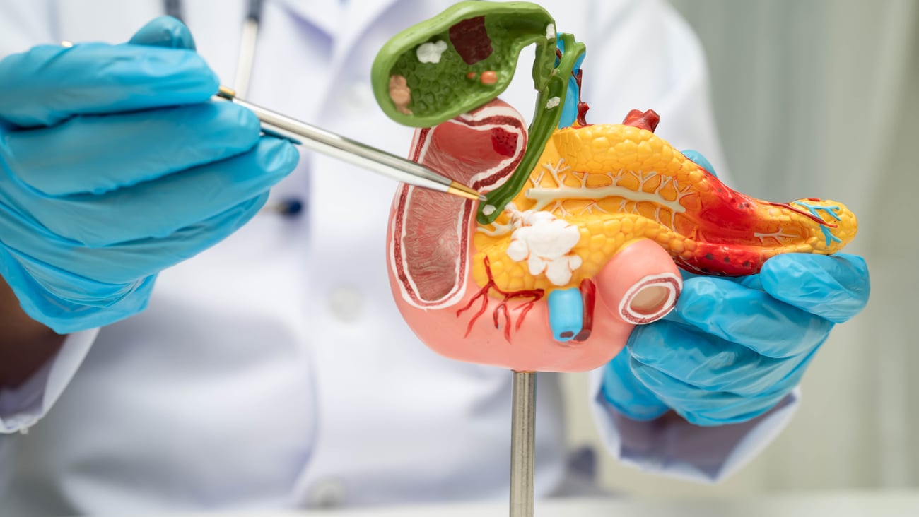 Educational model of organs including the gallbladder