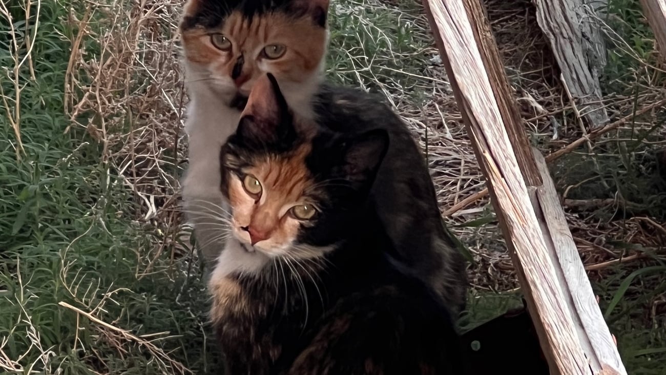Lisa Knudsen's barn cats pic
