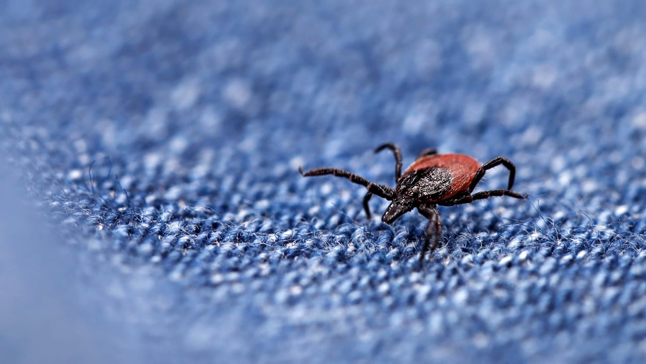 Tick crawling on a pair of jeans