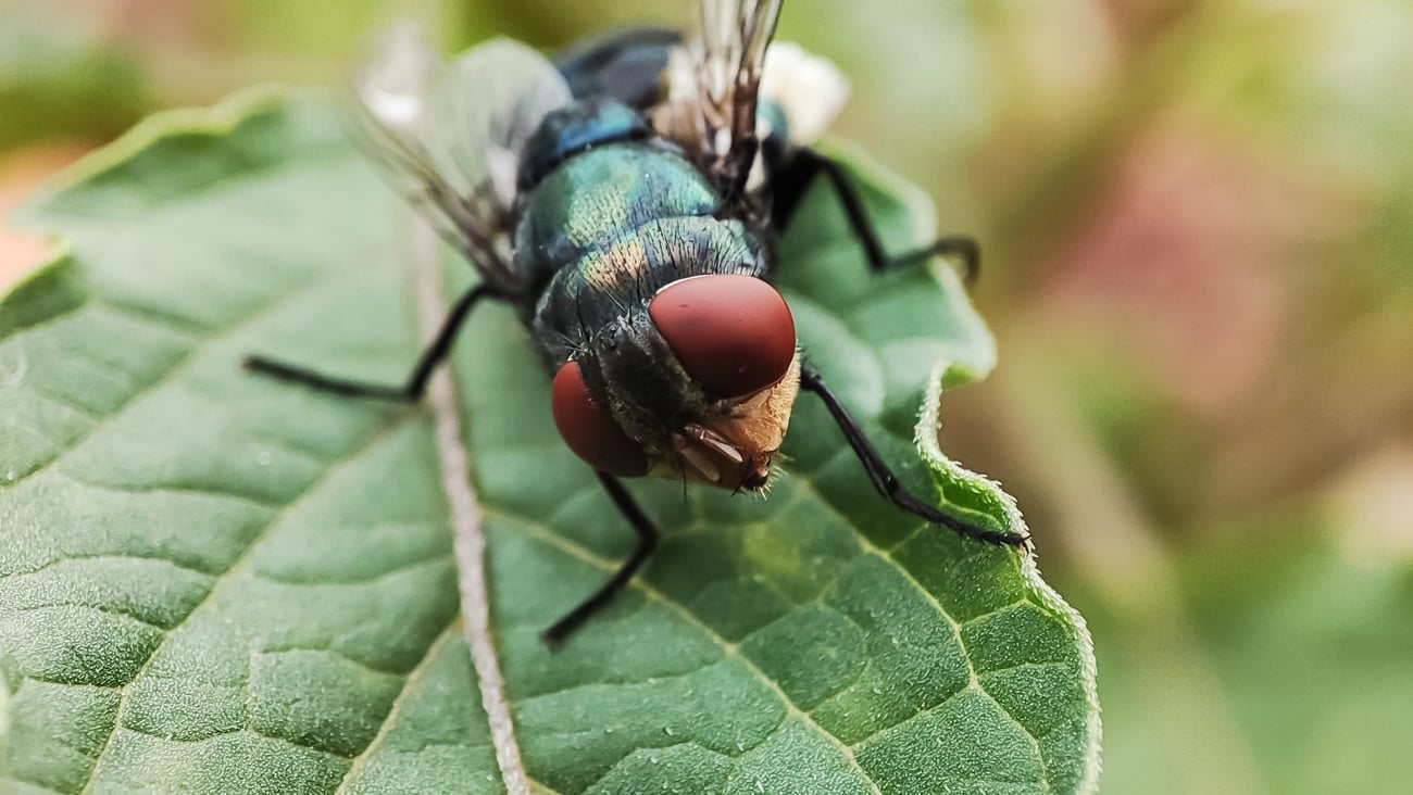 Cochliomyia hominivorax, the New World screwworm fly