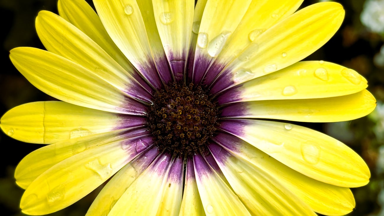 A bright yellow gerbera daisy with rain drops on it