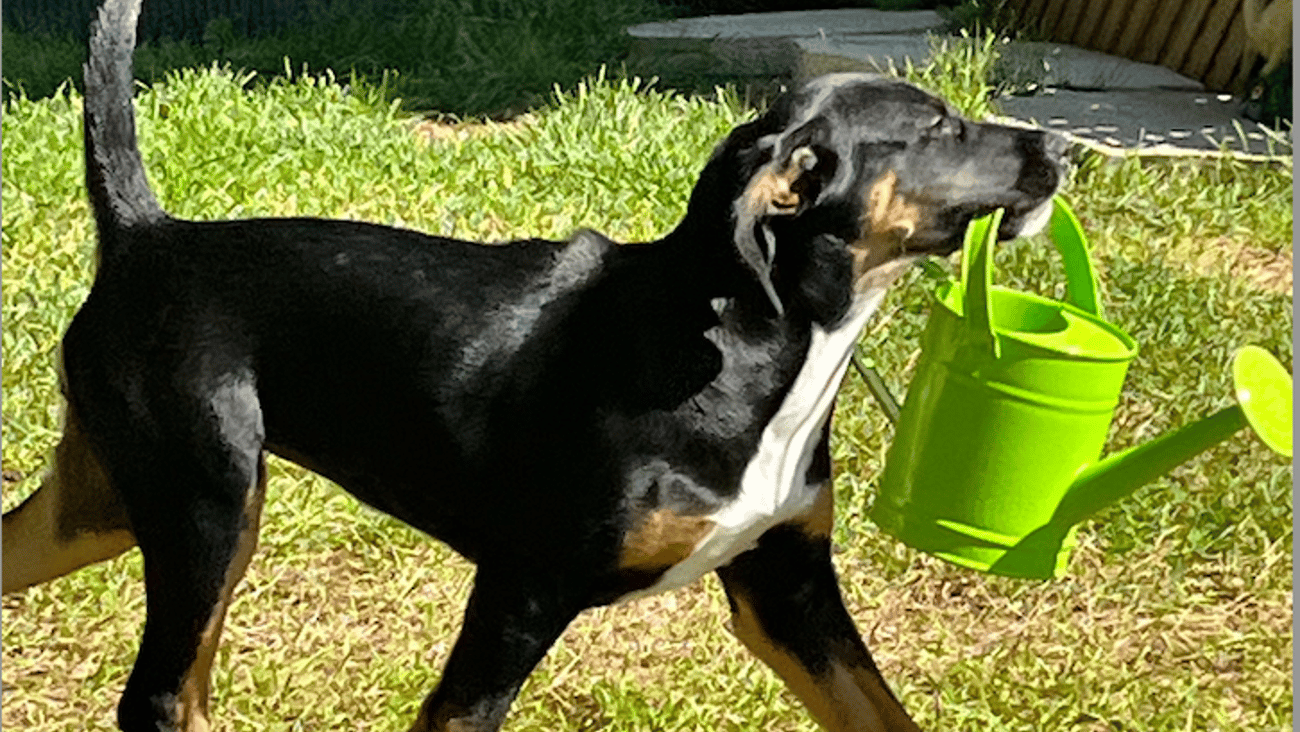 A black and brown dog carrying a watering can