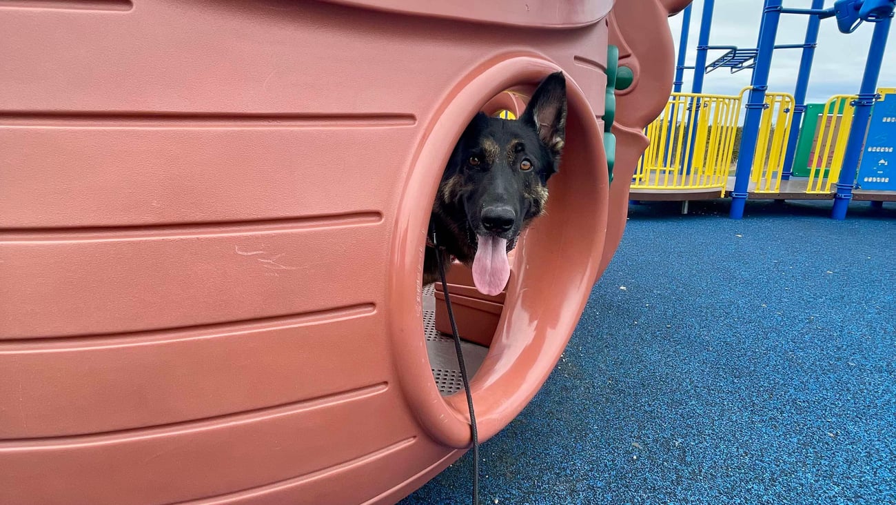 A dog looks out from inside a boat in a children's playground