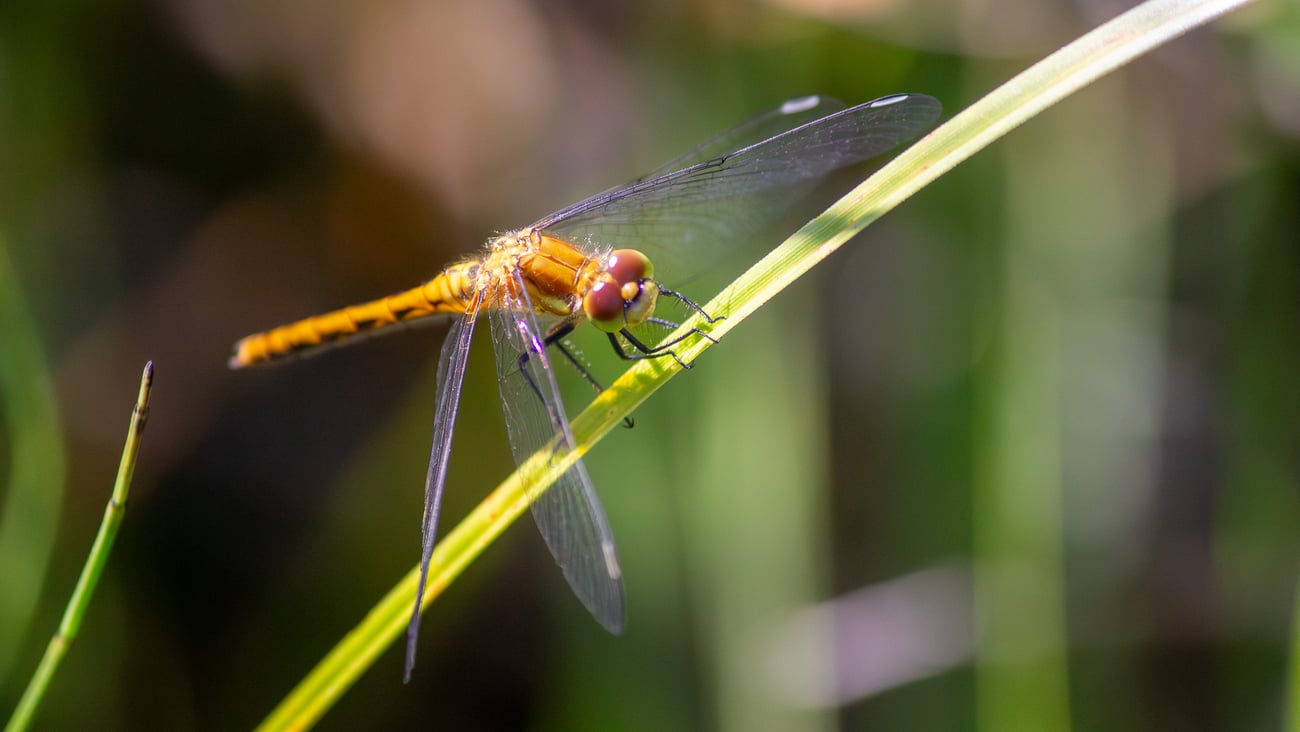 A damselfly looking at a blade of grass