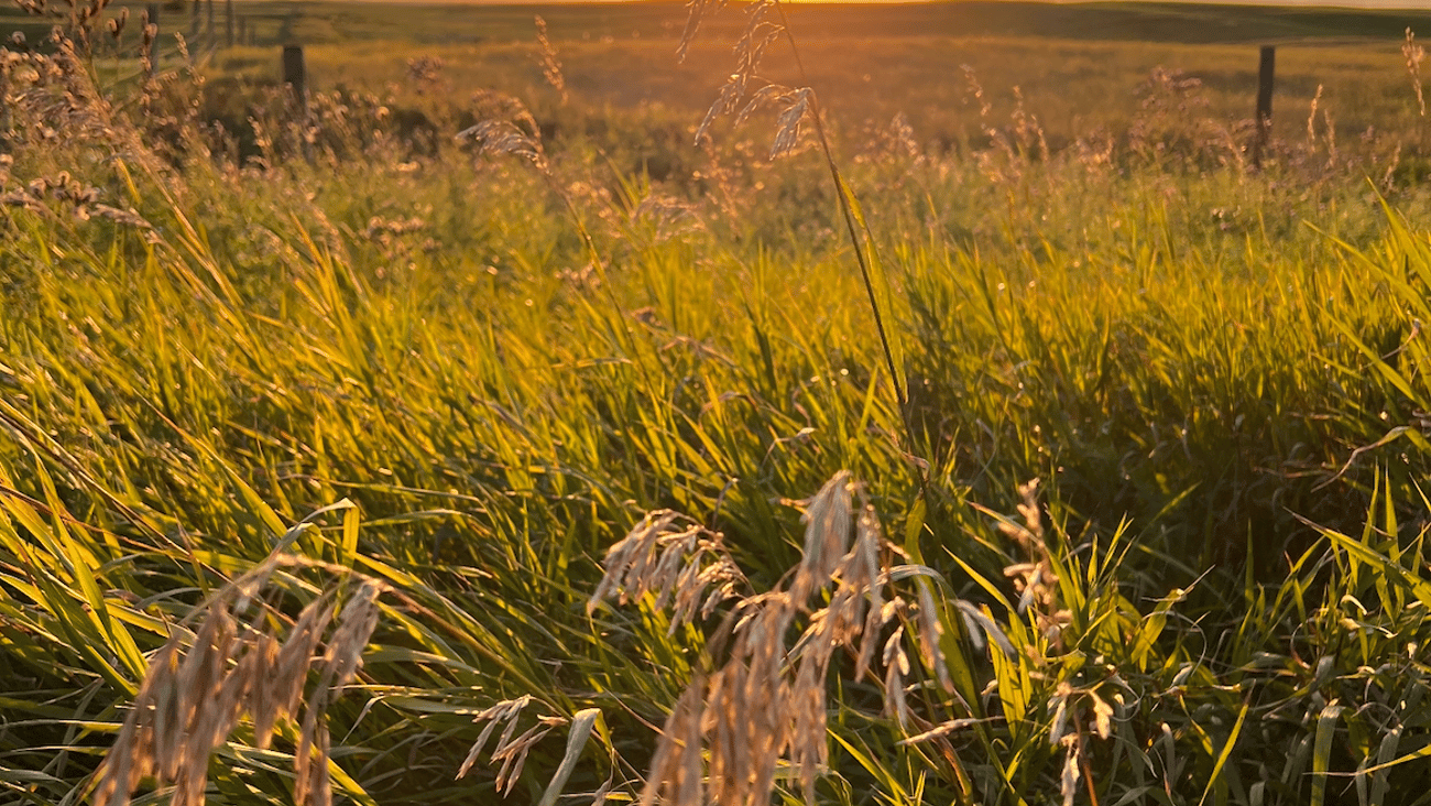 Sun setting behind golden grain fields in Saskatchewan
