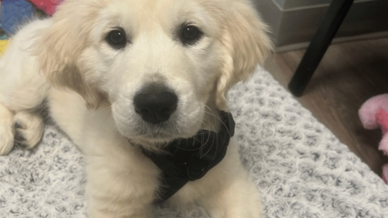 A golden lab pup looking at the camera (reader photo)