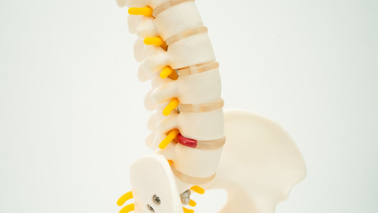 Model of a spinal cord