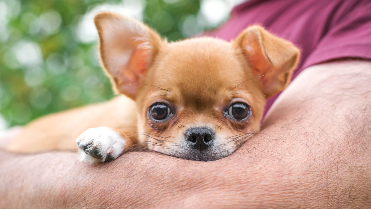 Cute small dog peeking out over its owner's arm