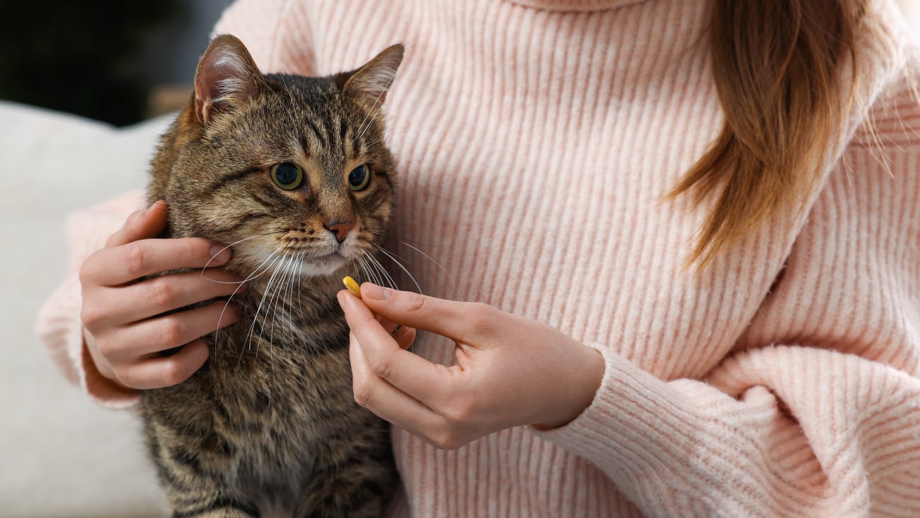 A woman giving a pill to a cat.