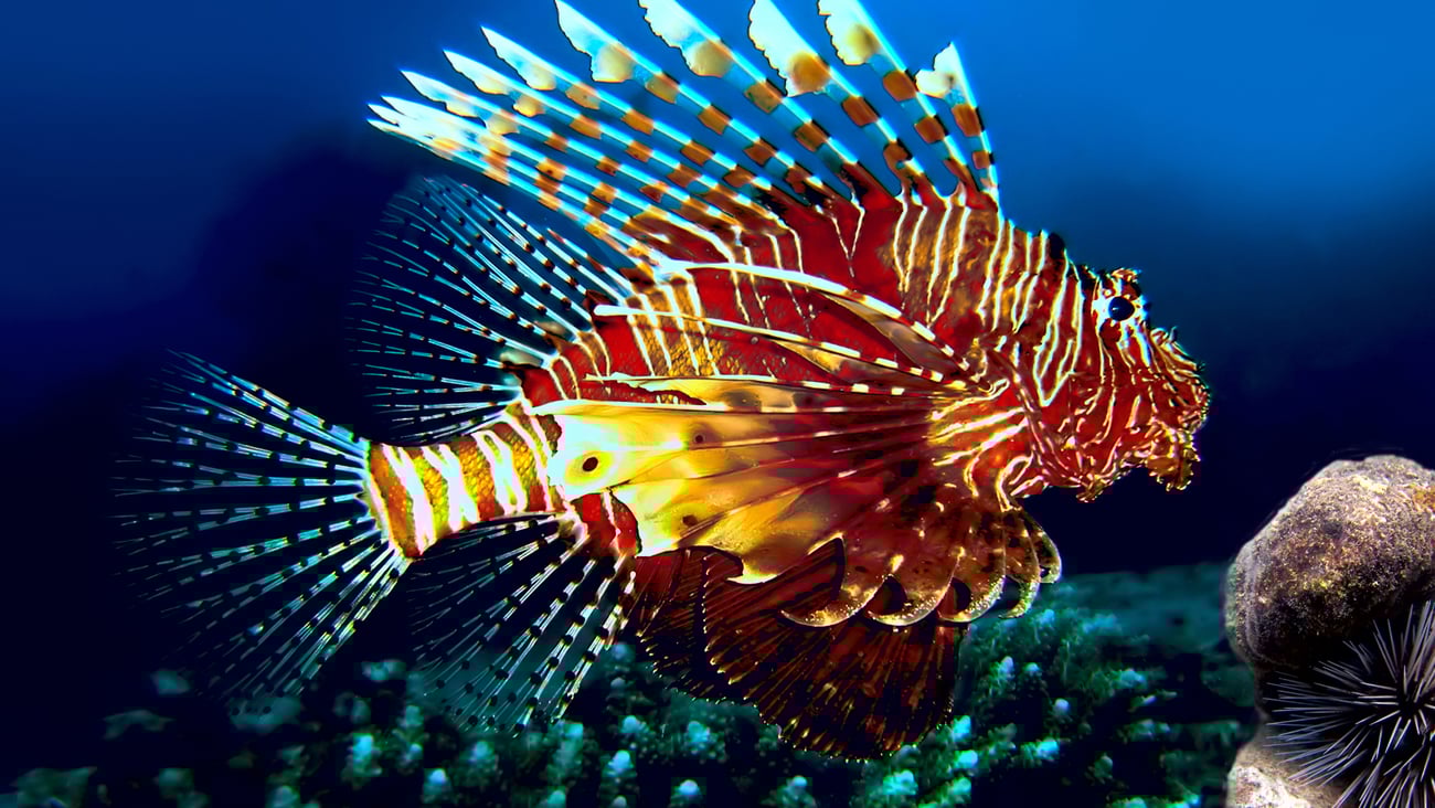 Lion fish in the ocean