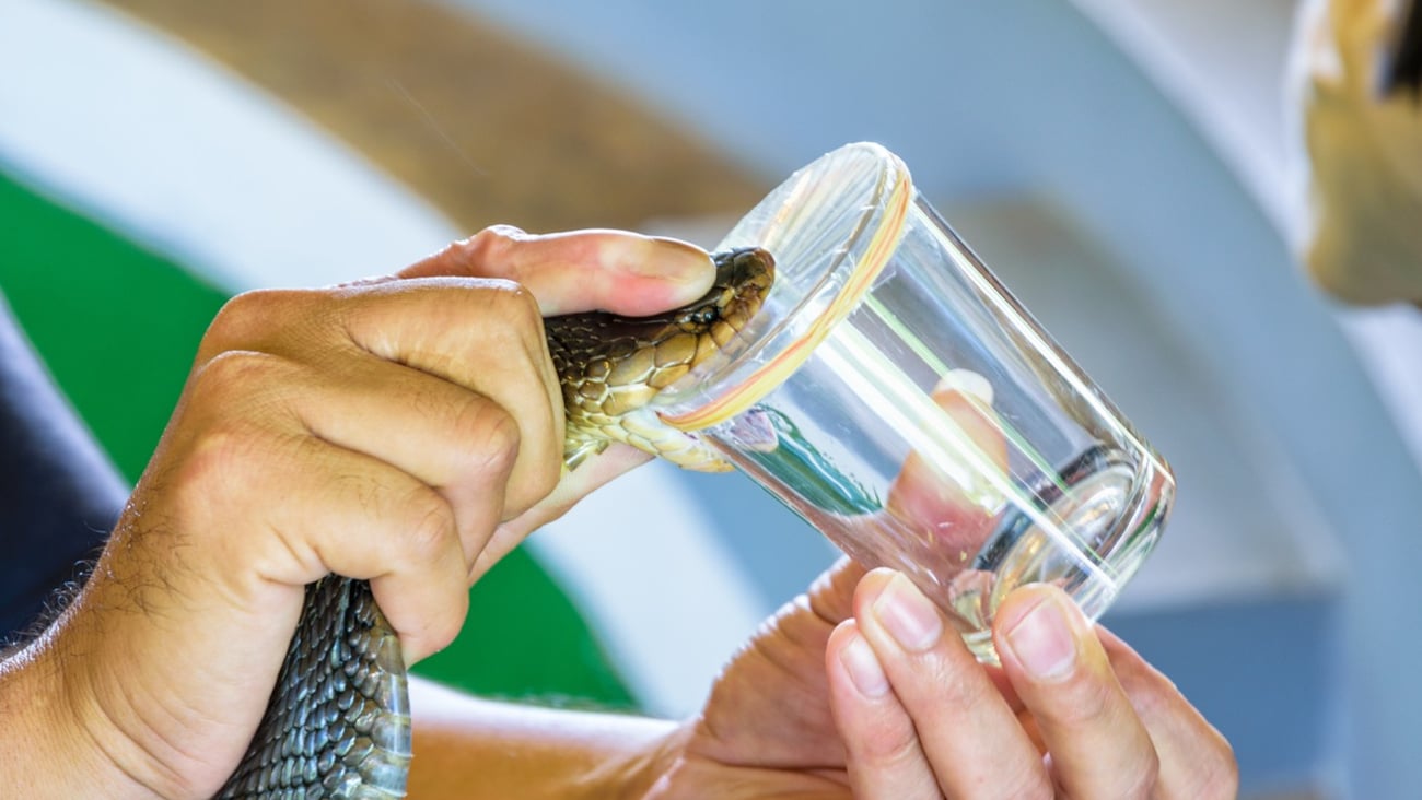 Cobra Venom Extraction, using the hands on the neck of the Cobra put on the edge of the glass to bite until it can see its poison