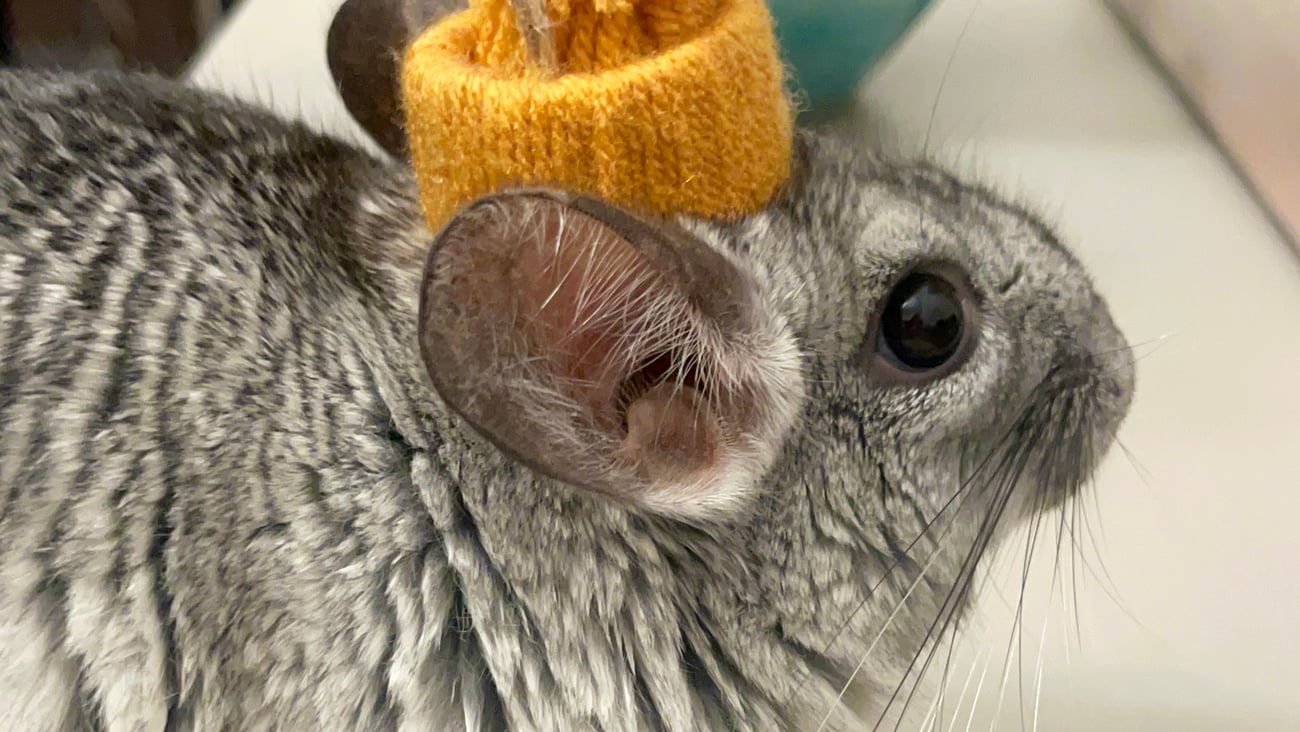 Chinchilla with a hat on