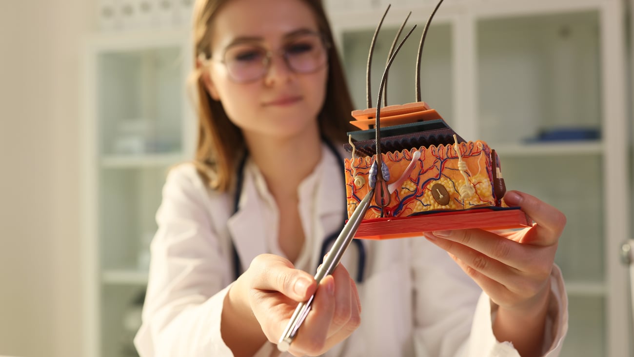 A dermatologist explaining a model of human skin