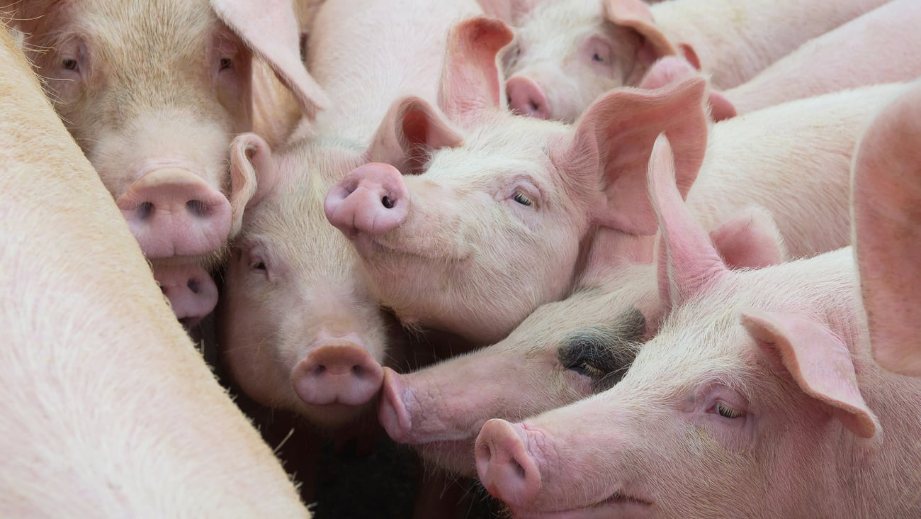 Group of pigs in farm yard.