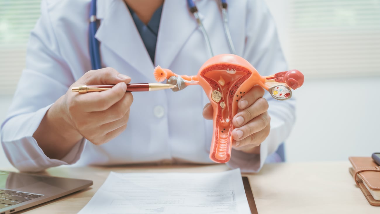 Doctor pointing to parts of a model of the female reproductive system