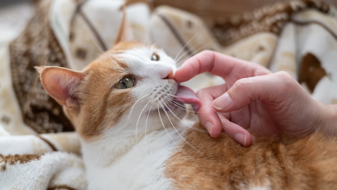 Cat licking its owner's hand