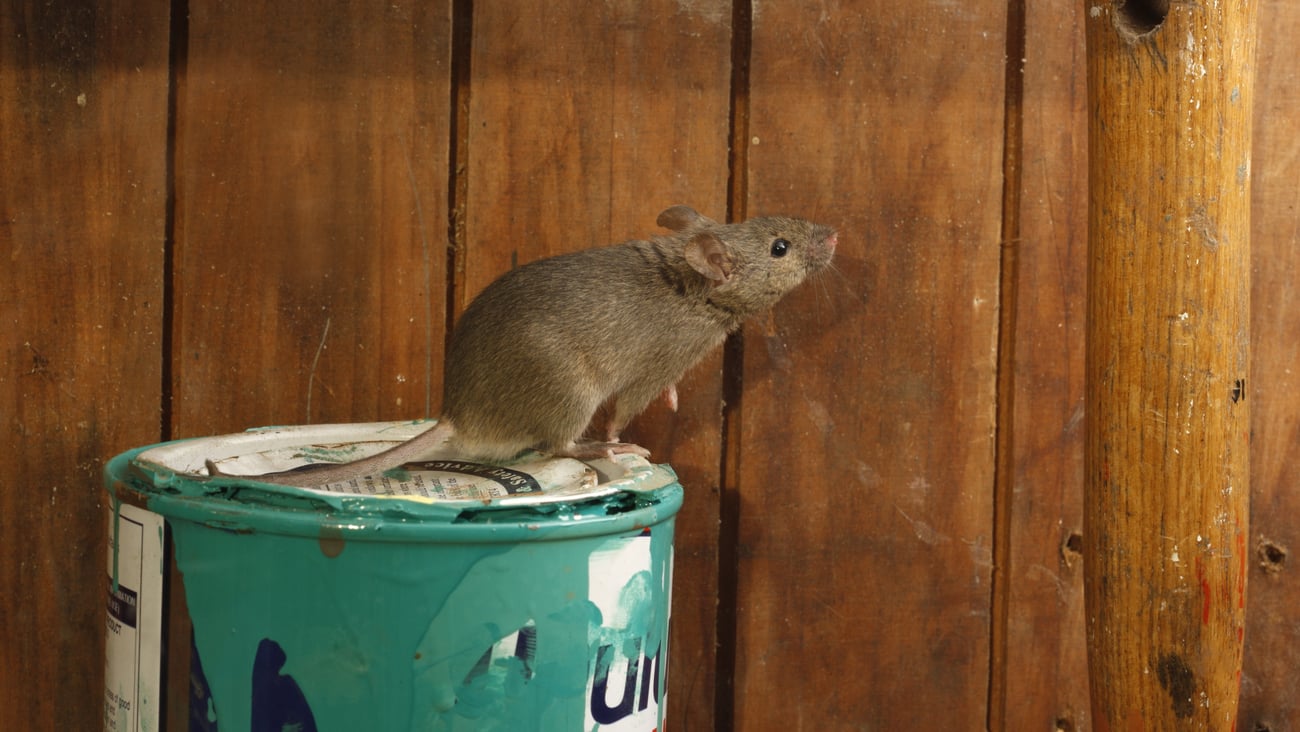 A mouse sits on top of a paint can in a shed.