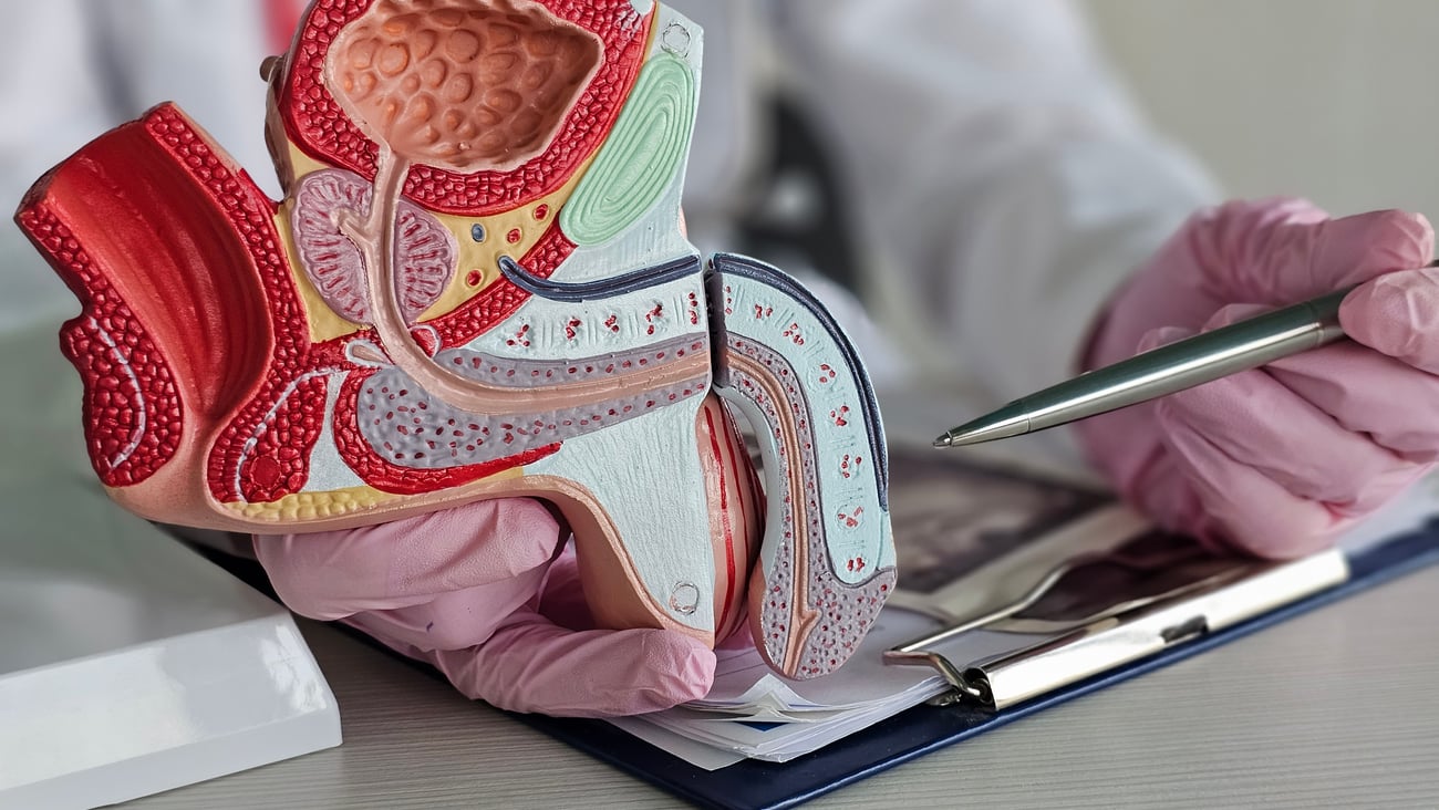 Doctor explaining to a patient using an anatomical model of male genitalia