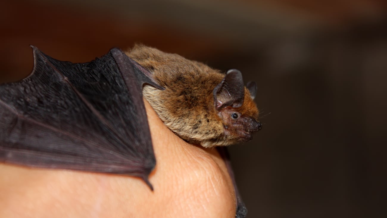A bat being held in a person's hand.