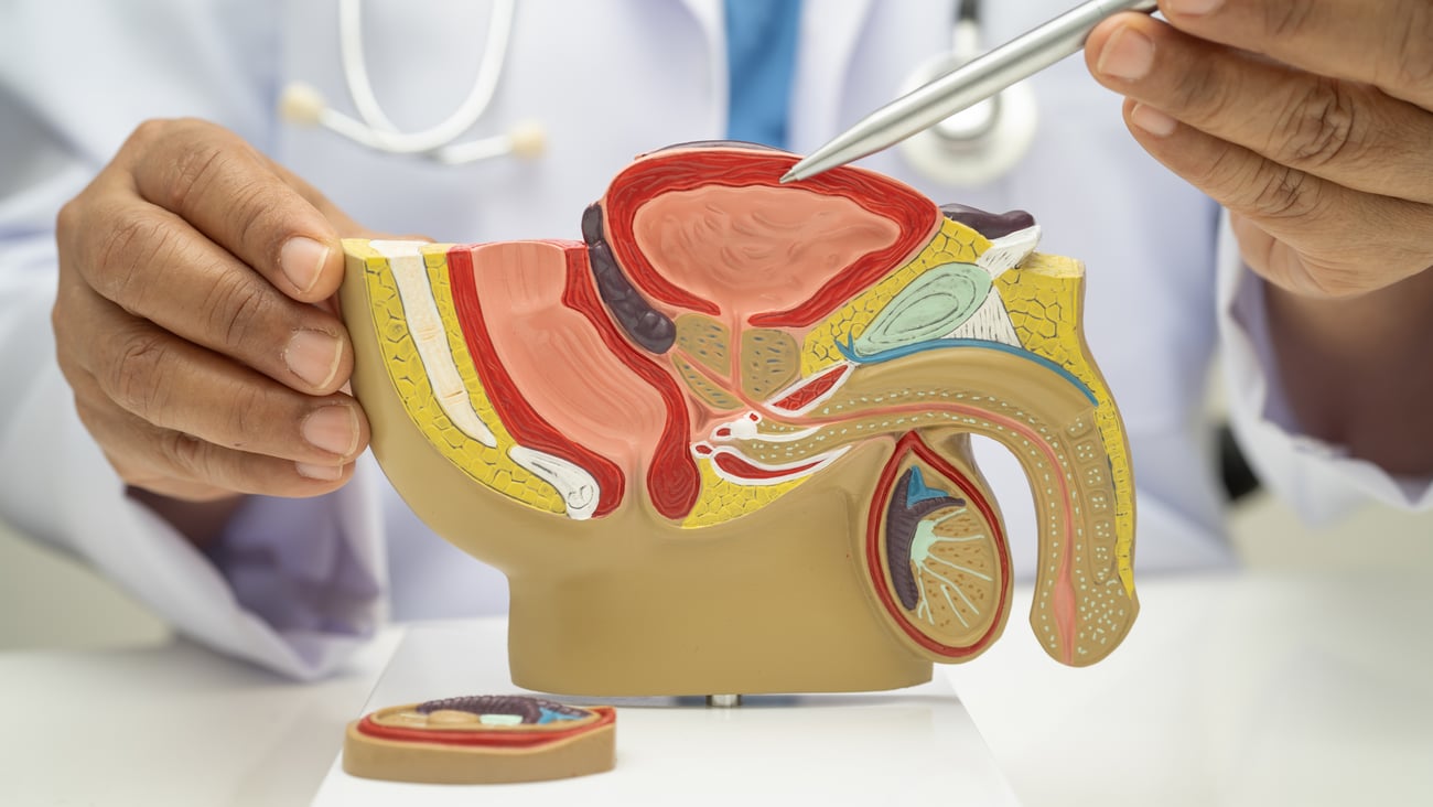 Doctor pointing with pen to bladder on male reproductive model