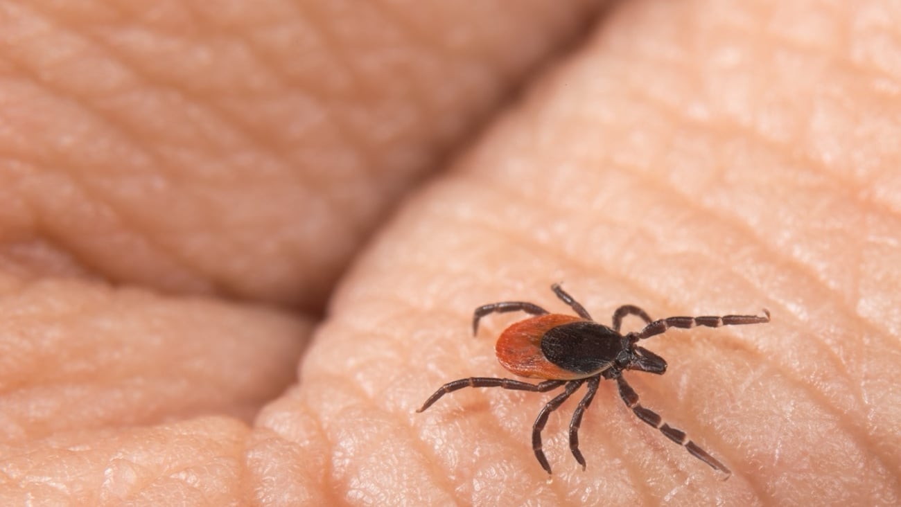 A deer tick crawling on a human hand.