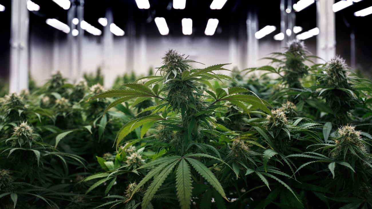 Cannabis plants in a growth facility.