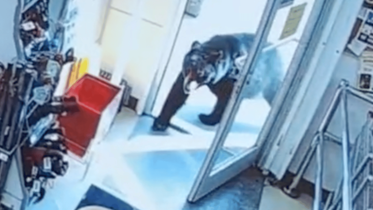 A black bear walking into pharmacy through the automatic doors 