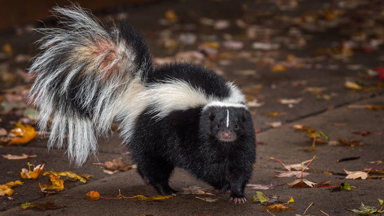 A skunk on pavement with wet leaves around it