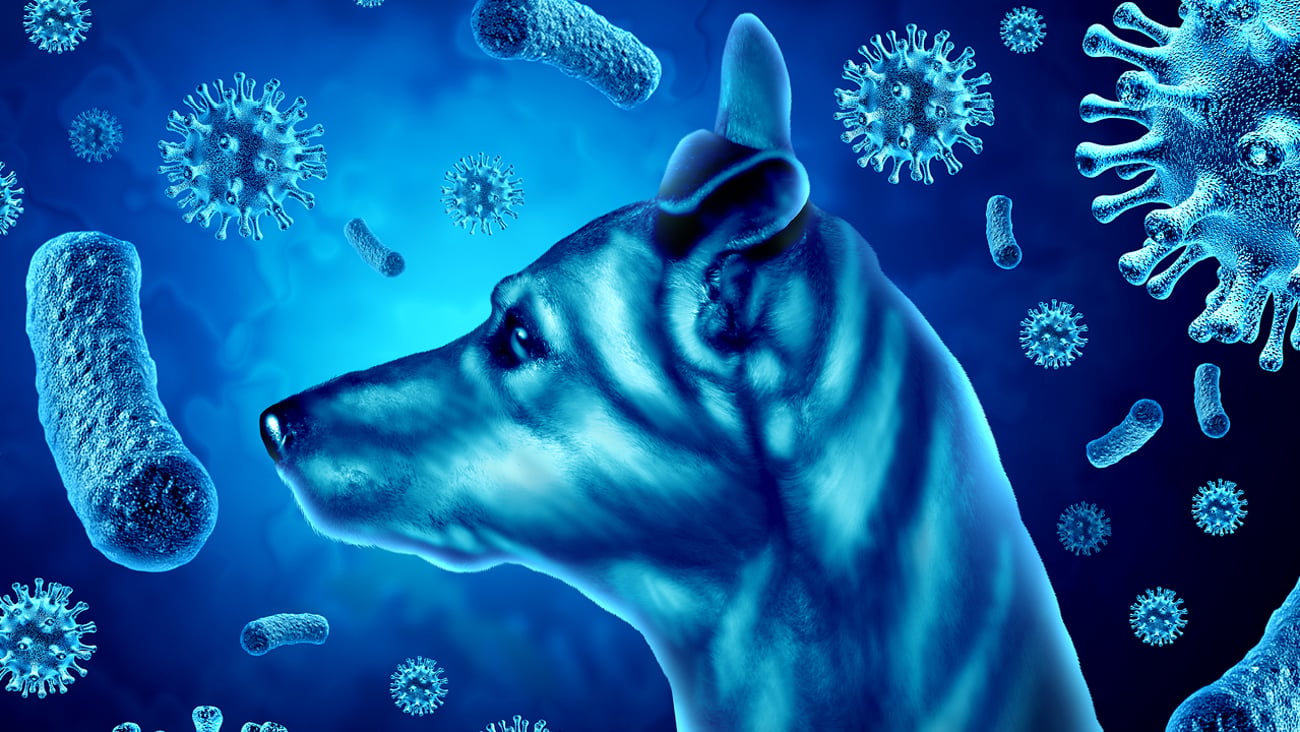 A graphic of a dog with rabies germs swirling around her