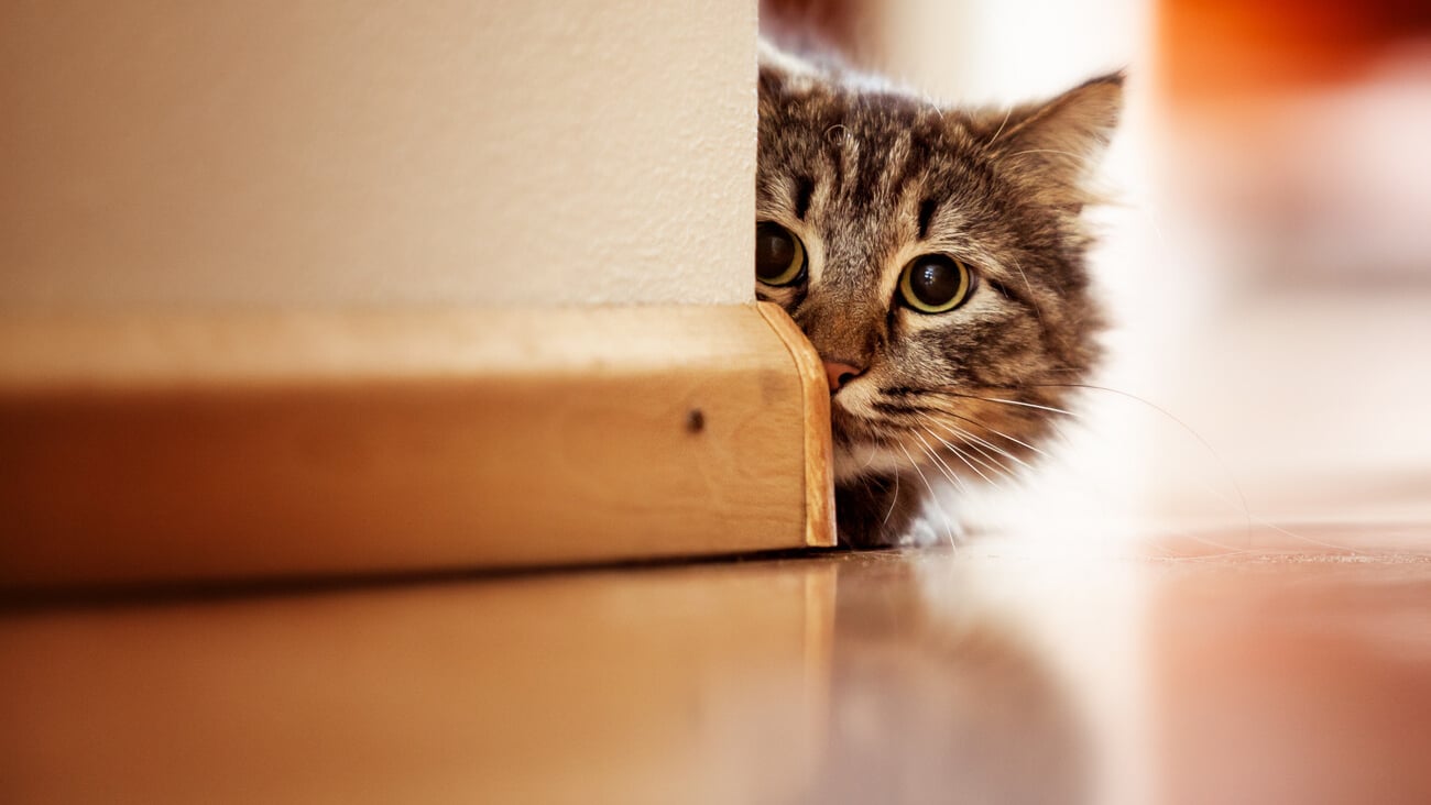 Curious Norwegian Forest Cat looking around the corner of a wall; Shutterstock ID 100483381