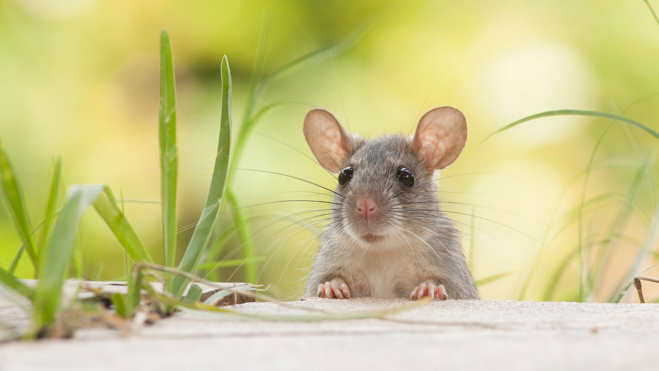 Rats outdoors yard home feeder; Shutterstock ID 1062514220