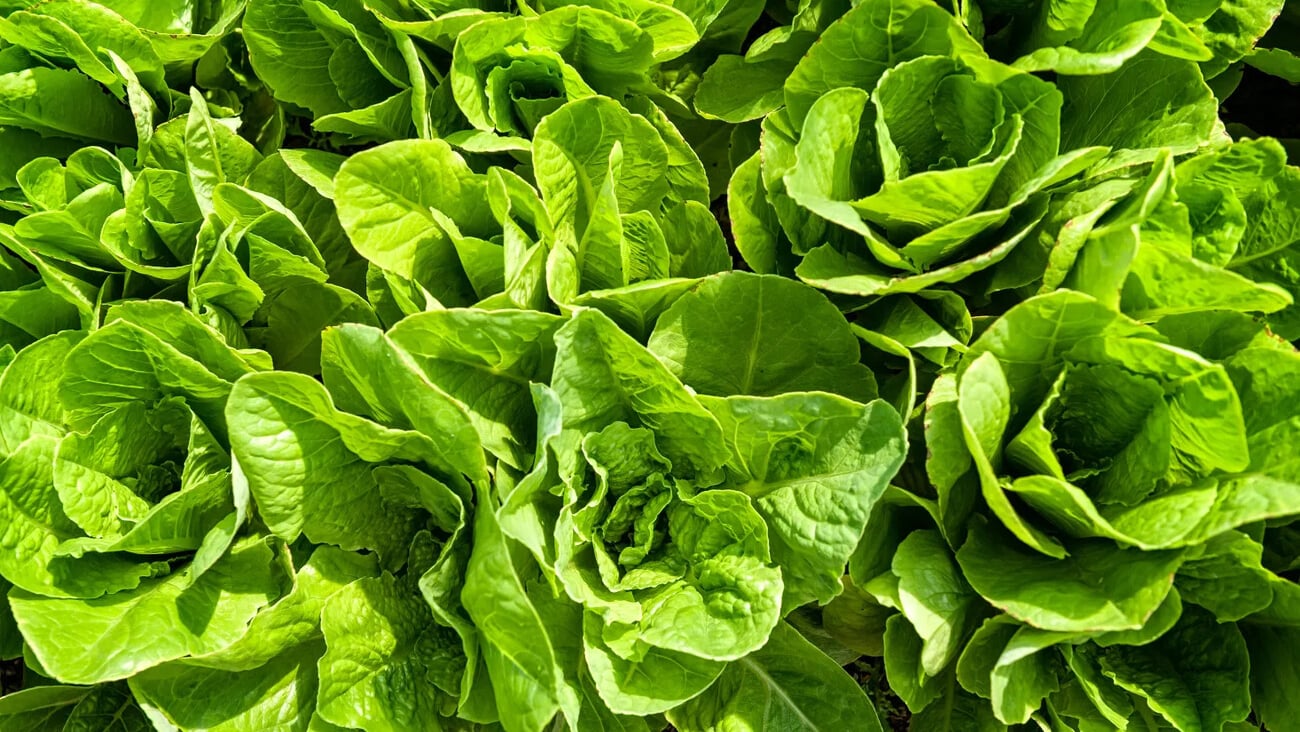 Overhead view of fresh lettuce growing on the farm.; Shutterstock ID 1143609326