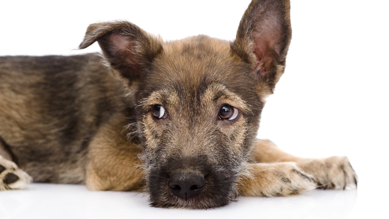 sad mixed breed dog. isolated on white background; Shutterstock ID 144150163