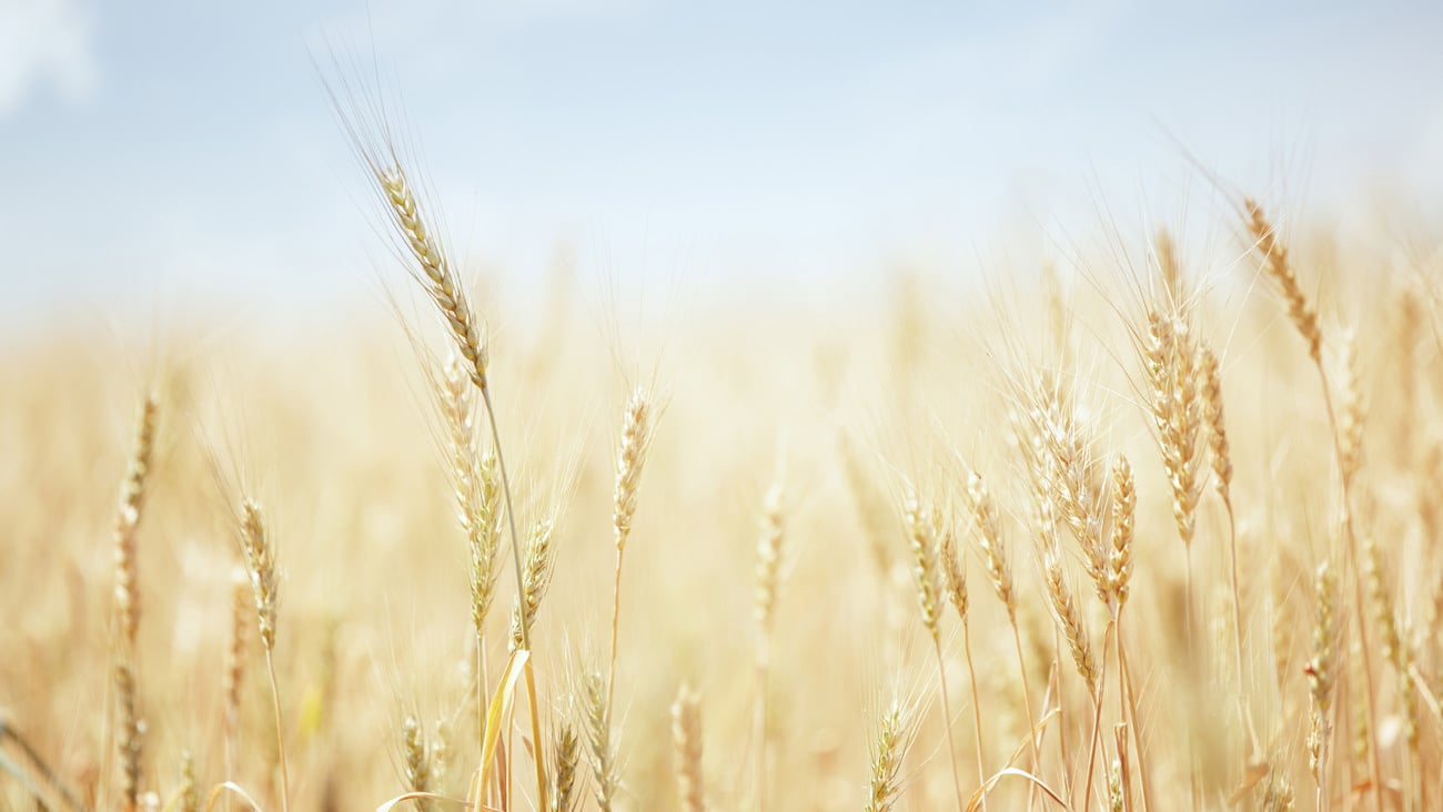 Summer field with golden wheat ; Shutterstock ID 165948575