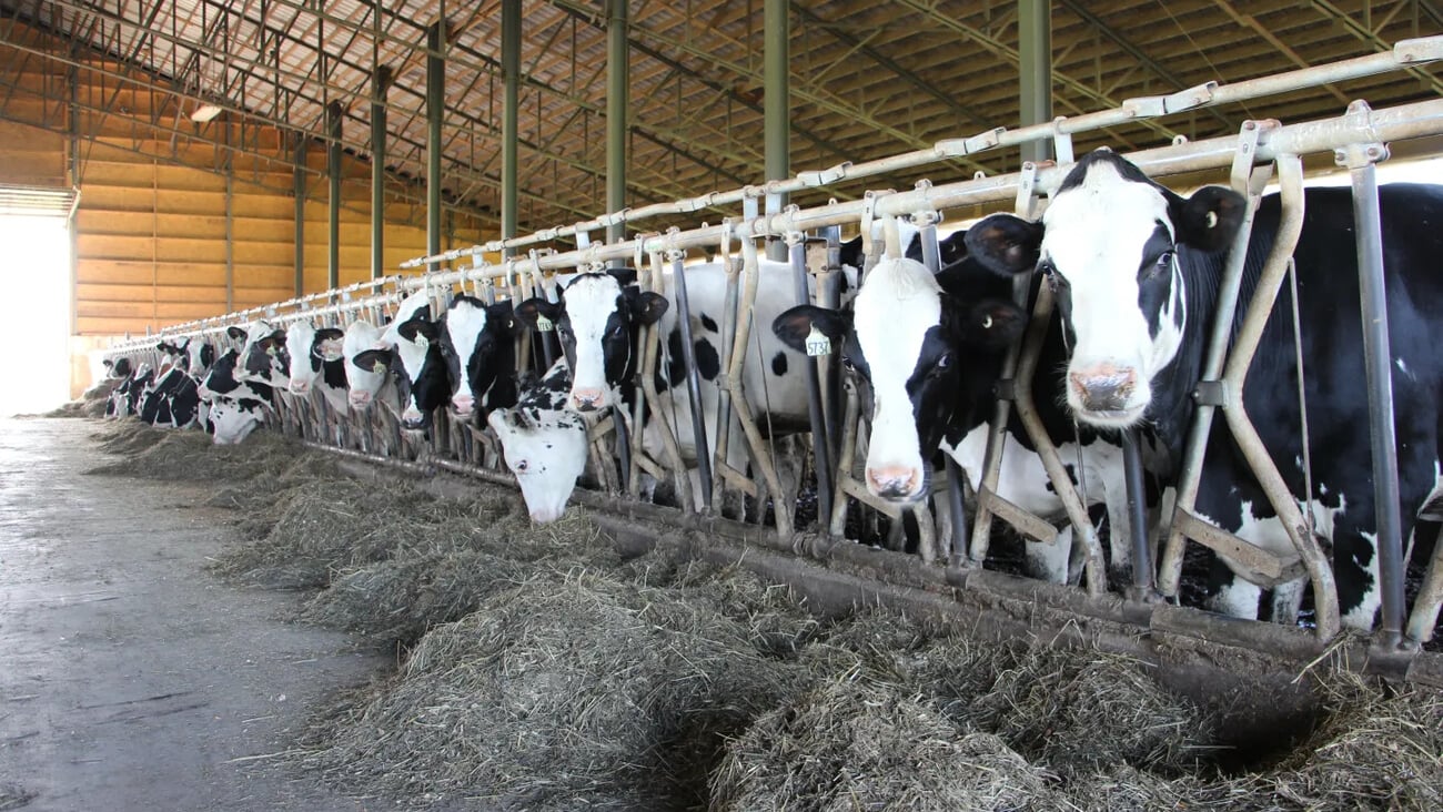 Cows in a farm in Canada Québec Dairy Farm ariculture holstein cow; Shutterstock ID 1669554079