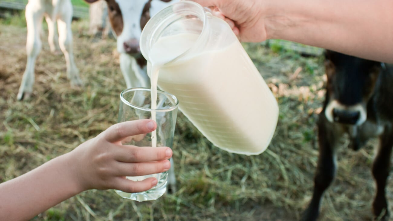 milk is poured from a jug into a glass held by children's hands against the backdrop of the countryside with cow calves; Shutterstock ID 1988599271