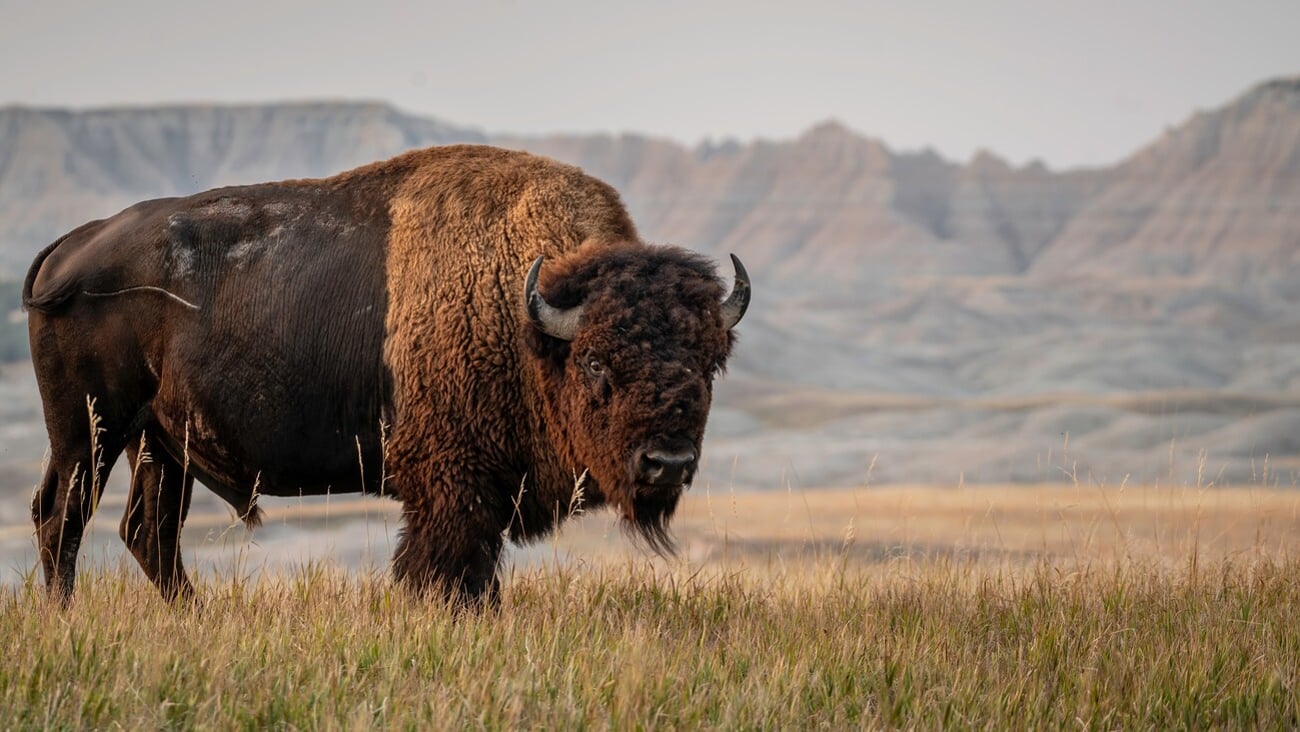 American Bison in South Dakota; Shutterstock ID 2048601443